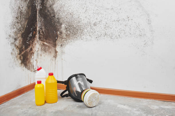 Best Crawl Space Mold Remediation in Georgetown, OH