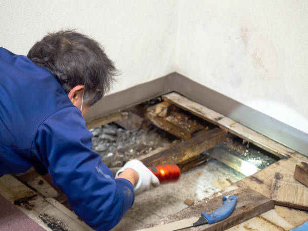 Best Post-Flood Mold Remediation in Georgetown, OH